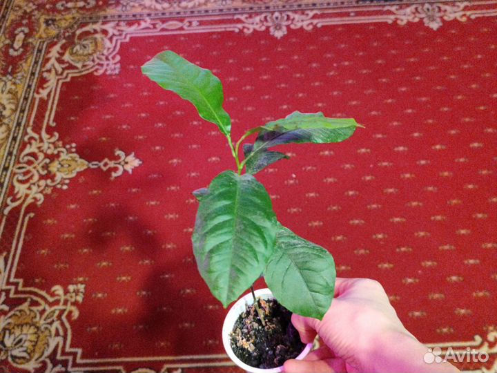 Обмен на растение