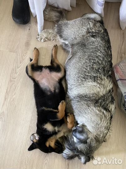 Щенок в добрые руки