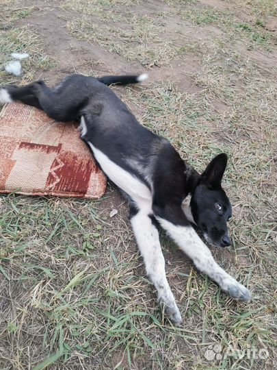 Собаки бесплатно в добрые руки