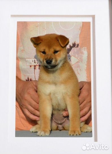 Сиба ину щенок девочка 2 месяца. Москва