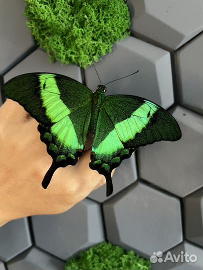 Тропические бабочки