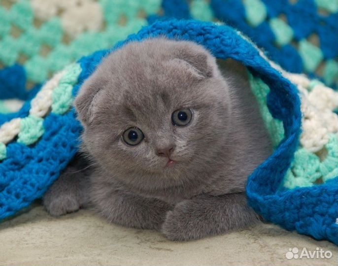 Вислоухие и прямоухие голубые котята