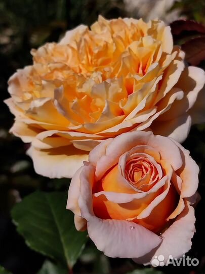 Розы корнесобственные Частная коллекция