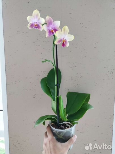 Орхидея Лиодоро