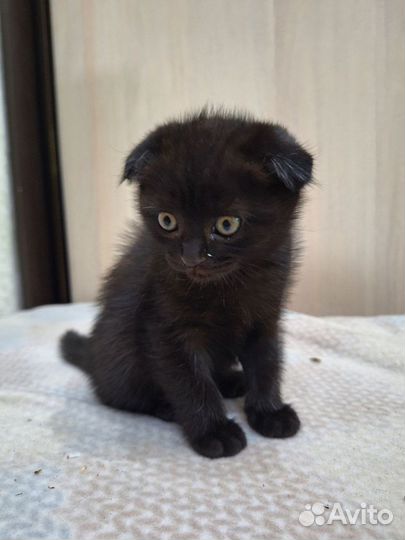 Котята вислоухие