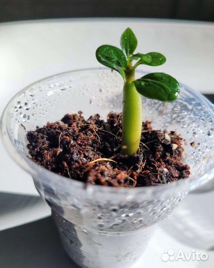 Адениум (Роза пустыни)