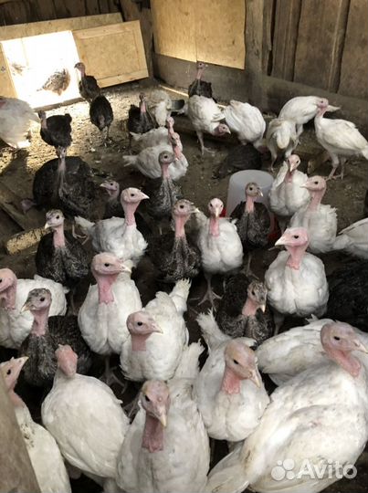 Индюшата биг 6