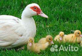 Продам утят, гусят, индюшат