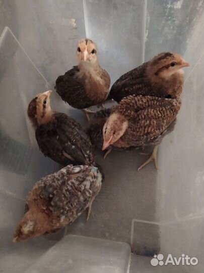 Яйцо билефельдера