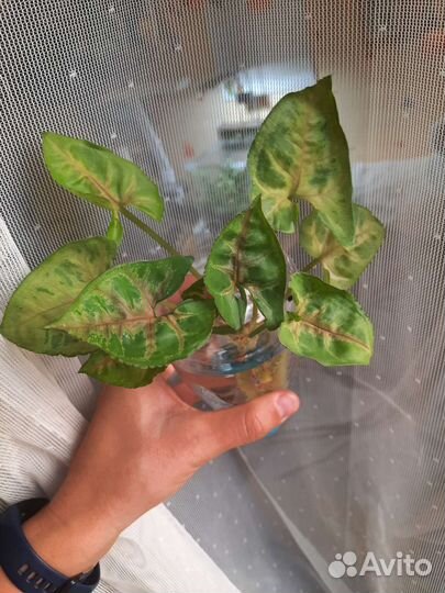 Излишки цветов сортовых растений