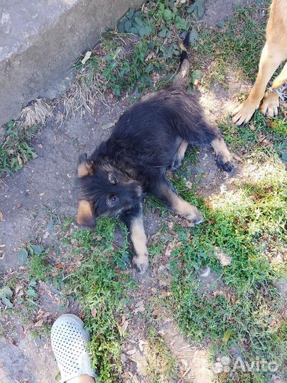 Собака в добрые руки отдам бесплатно