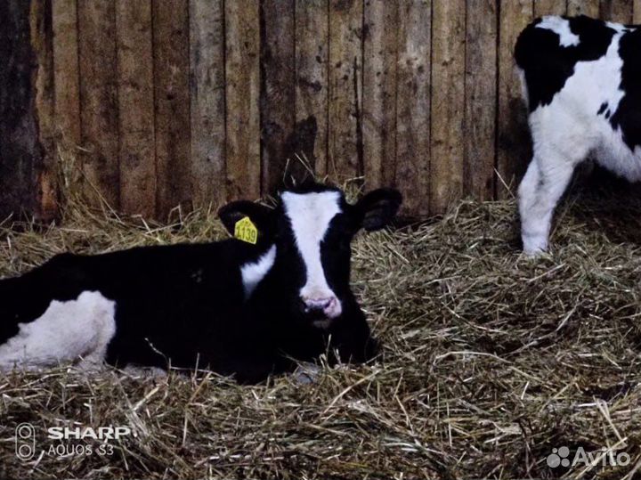 Быки телята