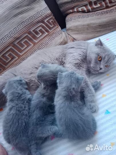 Британская