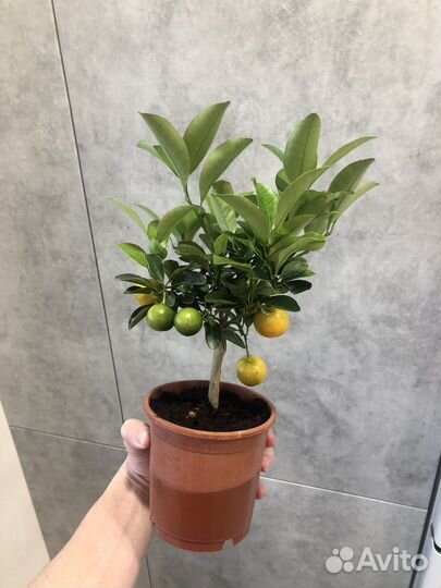 Дерево мандариновое