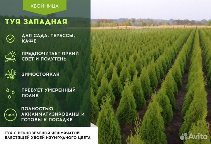 Туя Смарагд,Брабант,Колумна