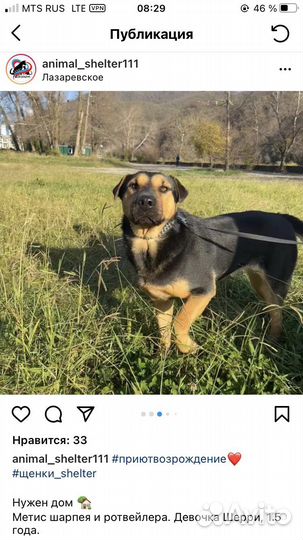 Метис Шарпея и ротвейлера. Шерри из приюта