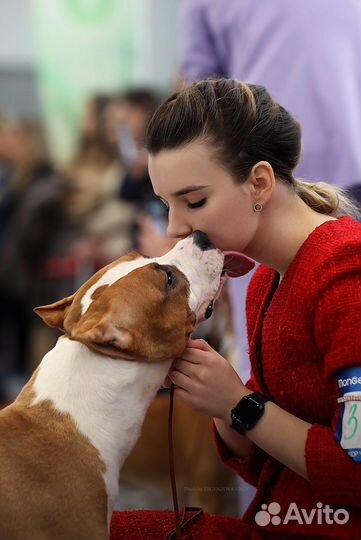 Хендлер (показ собаки на выставке)
