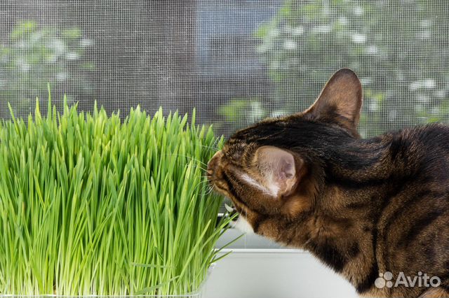 Трава для кошек и собак купить в Калининграде | Животные и зоотовары ...