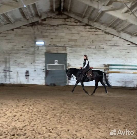 Продается мерин