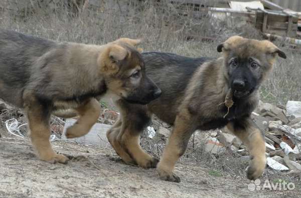 Овчарки с фермы-крепкие вольерные щенки подростки