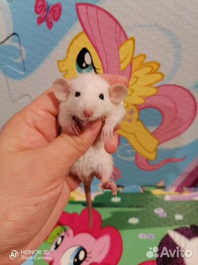 Крыса Крысята с клеткой стартовый набор