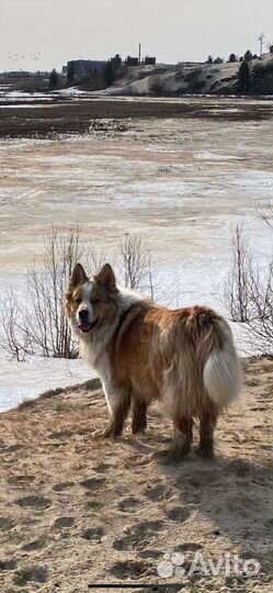 Собака ищет дом