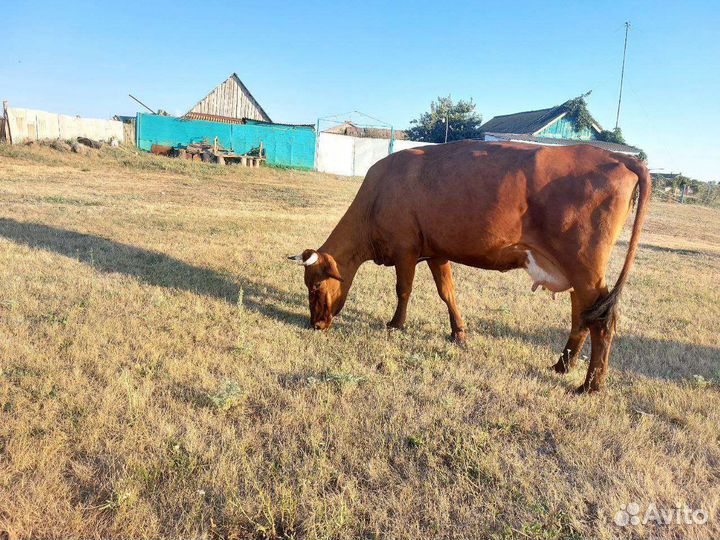 Корова стельная дойная