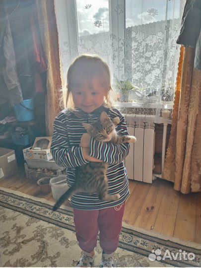 Котята