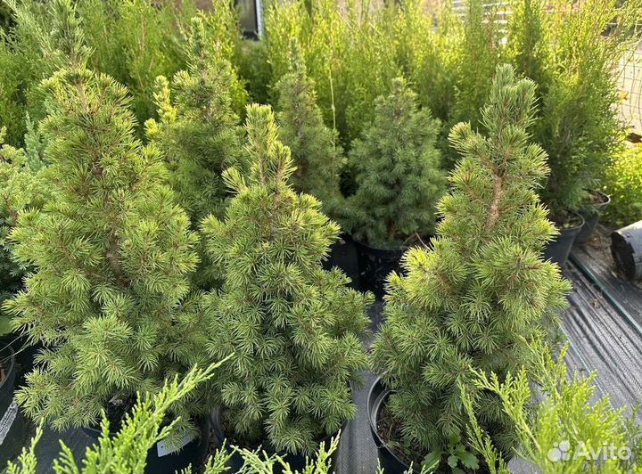 Ель канадская саженцы Коника из питомника