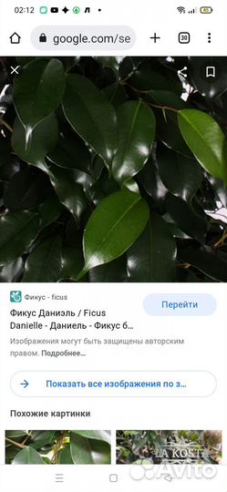 Пеперомия(14.08 обновлено)