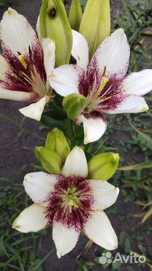 Лилии луковицы