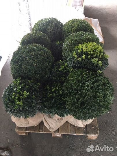 Самшит (буксус) вечнозелёный