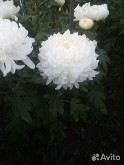 Хризантема шаровидная