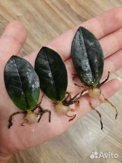 Замиокулькас черный равен/зензи/жук