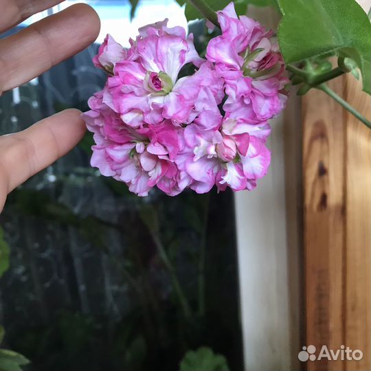 Пеларгония герань