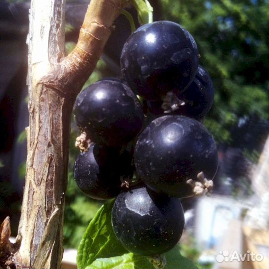 Саженцы черной смородины Тамерлан