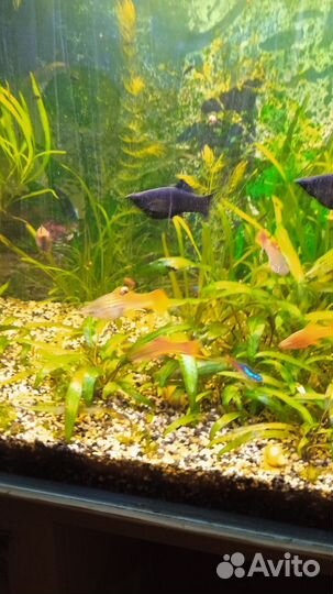 Аквариумные рыбки