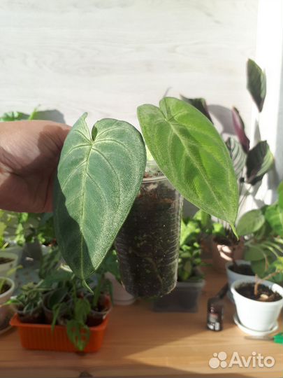 Сингониум Фростет Харт (ледяное сердце)