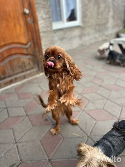 Кавалер кинг чарльз спаниель девочка