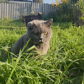 Кот в добрые руки