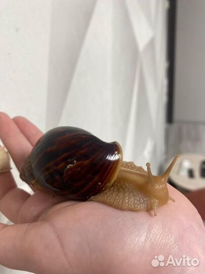Улитки Ахатины бесплатно 2шт