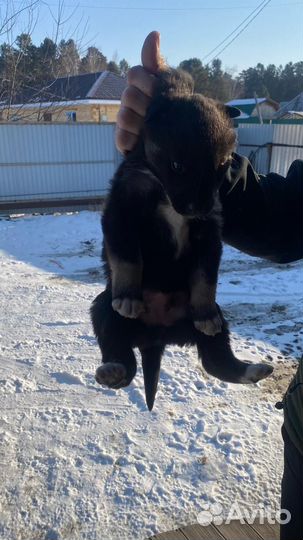 Щенки от чистокровной мамы хаски