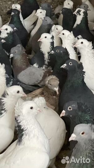 Голуби ленинаканские бойные армянские