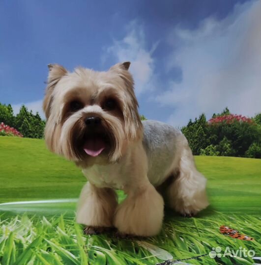 Вязка собак