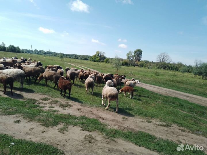 Курдючные бараны овцы