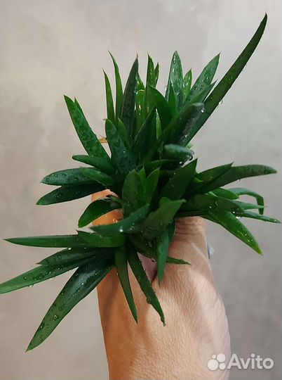 Комнатные цветы