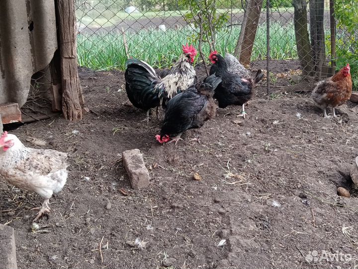 Куры домашние