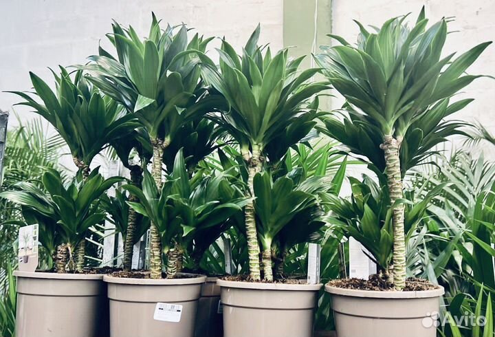 Пальма,Драцена,Юкка