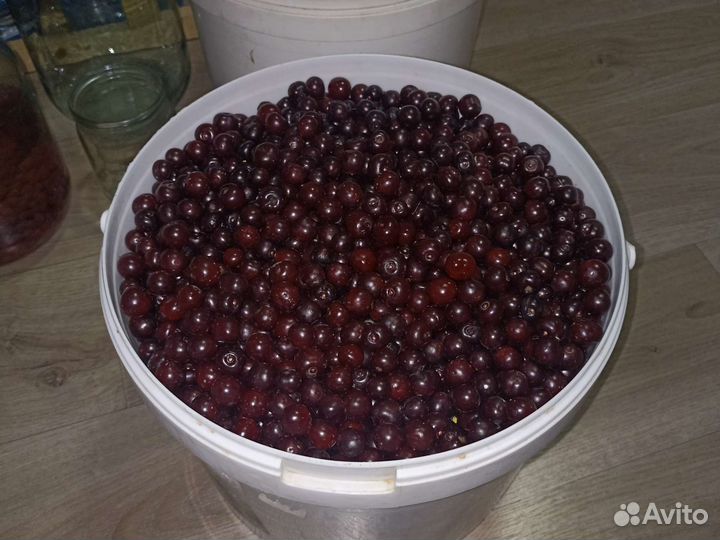 Вишня ягода свежая