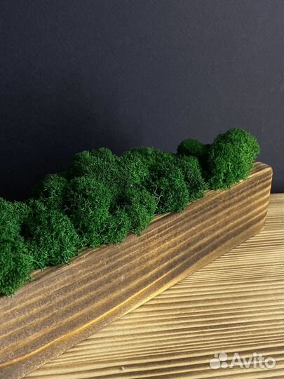 Кашпо со мхом для декора дома